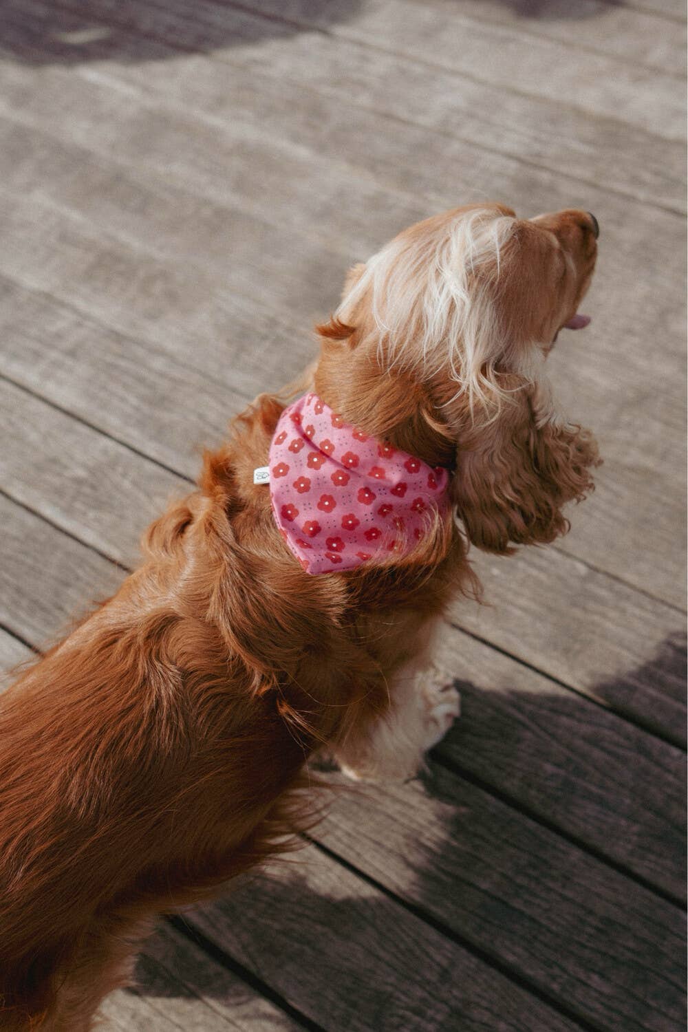 Cane che indossa la bandana Roseline, con fiori magenta, in un ambiente urbano, ideale per aggiungere stile alle passeggiate quotidiane.