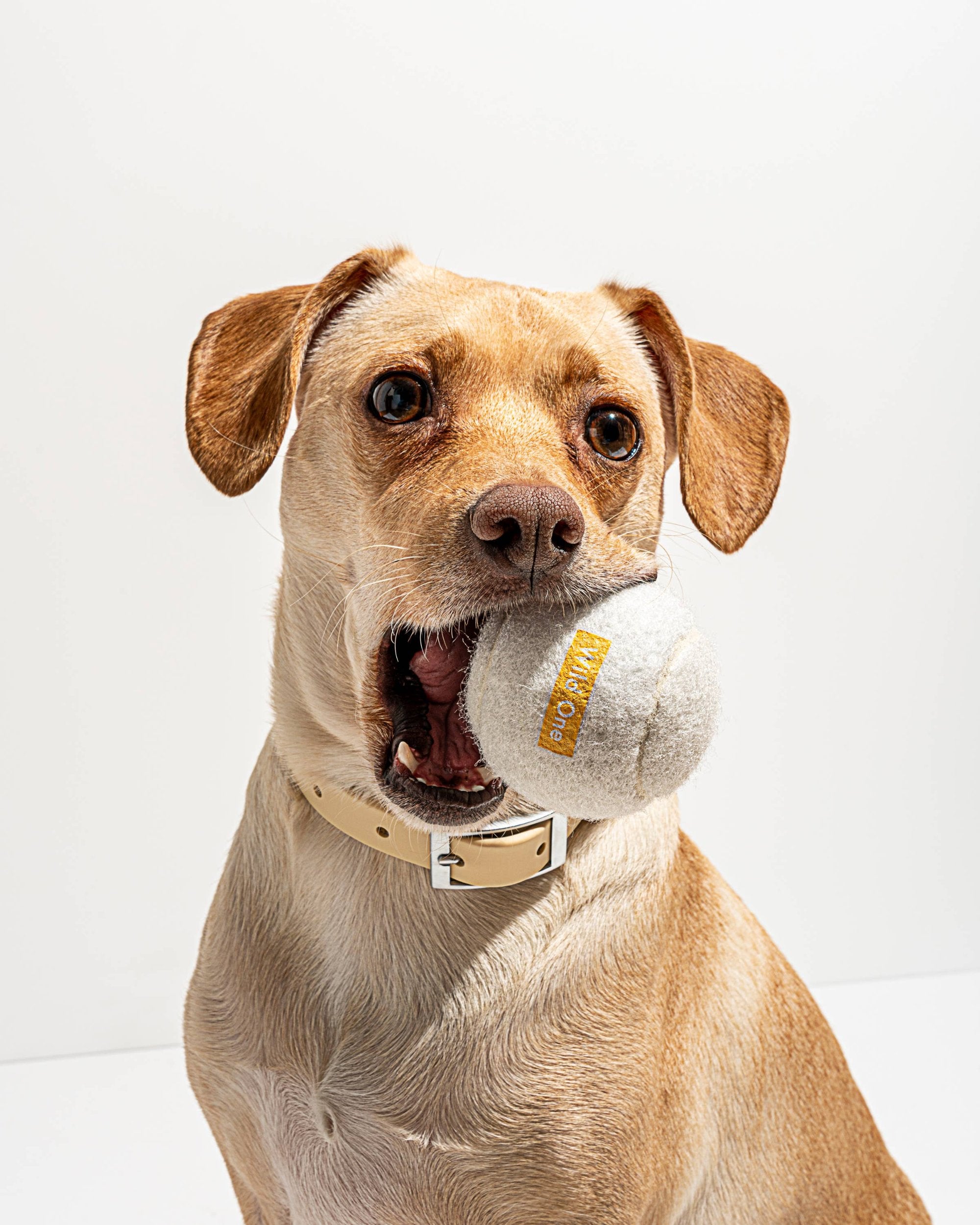 Cane che gioca felicemente con una delle nostre palline da tennis, ideali per il gioco attivo e l'interazione.