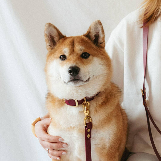 Cane che indossa il collare Oscar & Co, un accessorio elegante e resistente con fibbia in ottone e ciondolo, perfetto per passeggiate stilose.