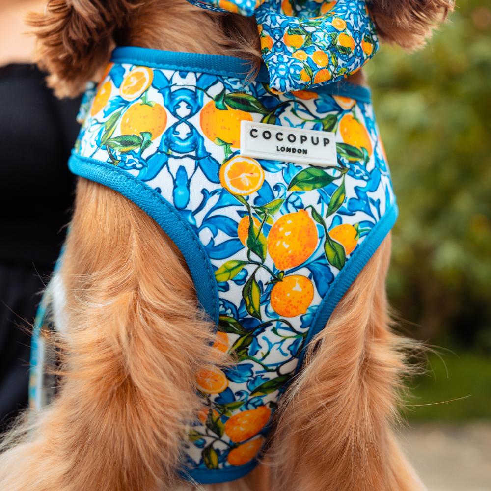  Cane che sfoggia la pettorina Amalfi Lemon Cocopup, elegante e fresca per le passeggiate estive.