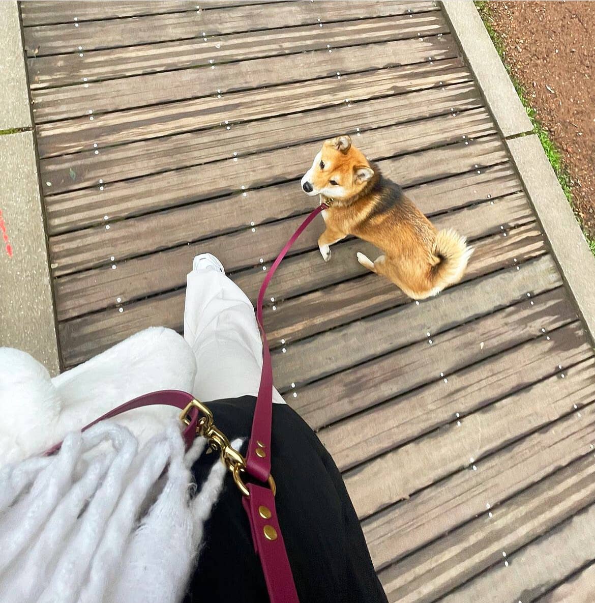 Cane che indossa il guinzaglio Oscar & Co durante una passeggiata all'aria aperta, comodo e resistente.